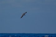 DPPhotography - Maderia - Zino's petrel - Z