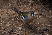 Chaffinch