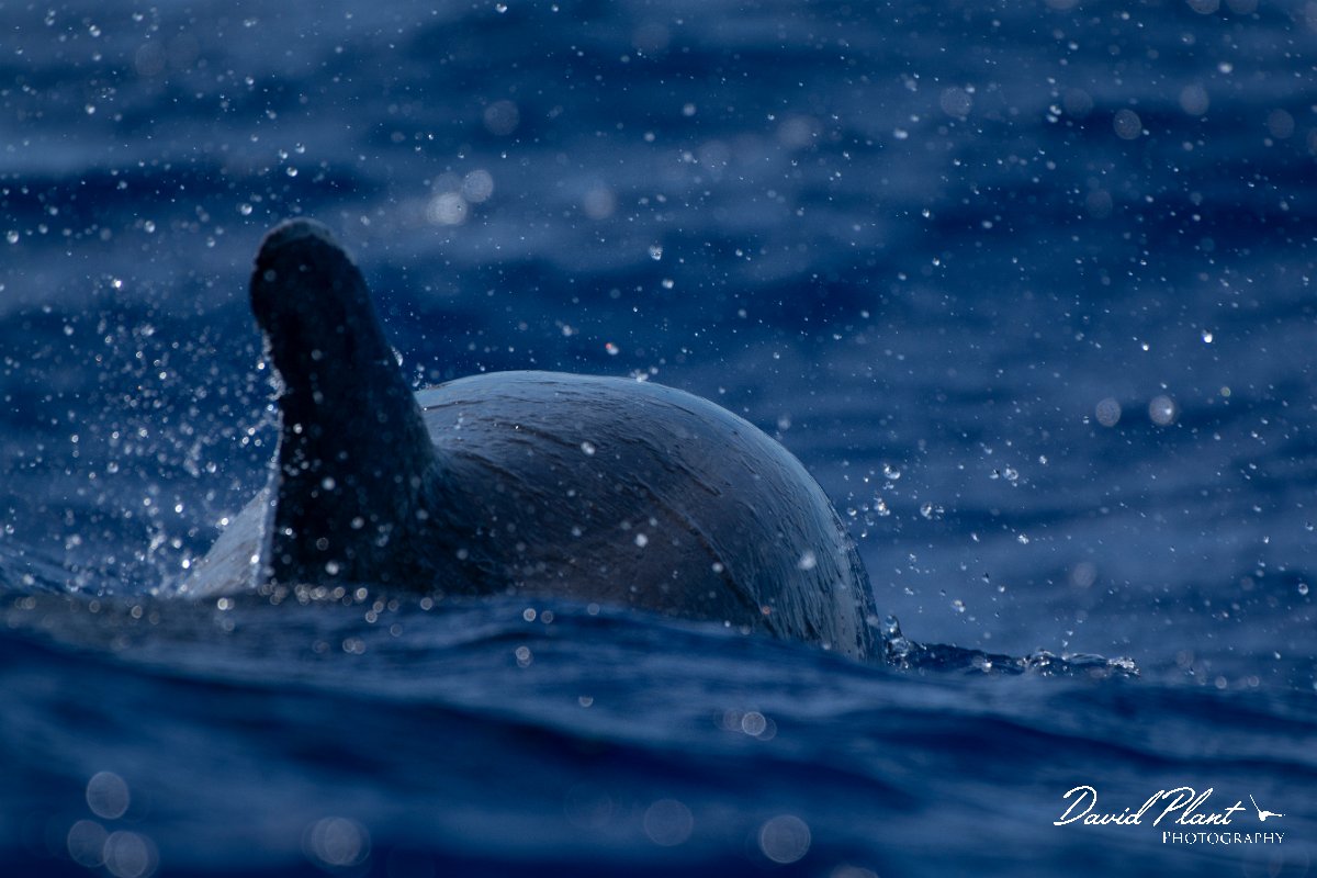 DPPhotography - Maderia - Bottlenose dolphin - A.jpg - Bottlenose dolphin - Ocean N of Madeira, Madeira