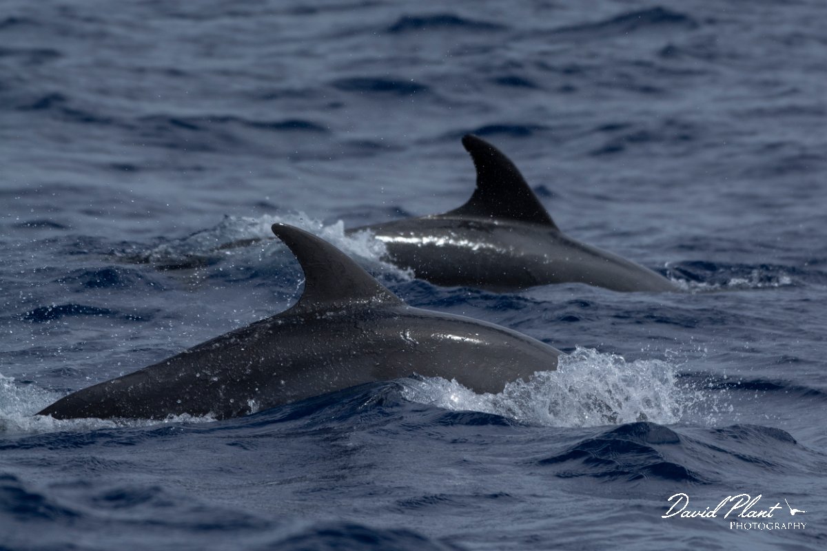 DPPhotography - Maderia - Bottlenose dolphin - C.jpg - Bottlenose dolphin - Ocean N of Madeira, Madeira
