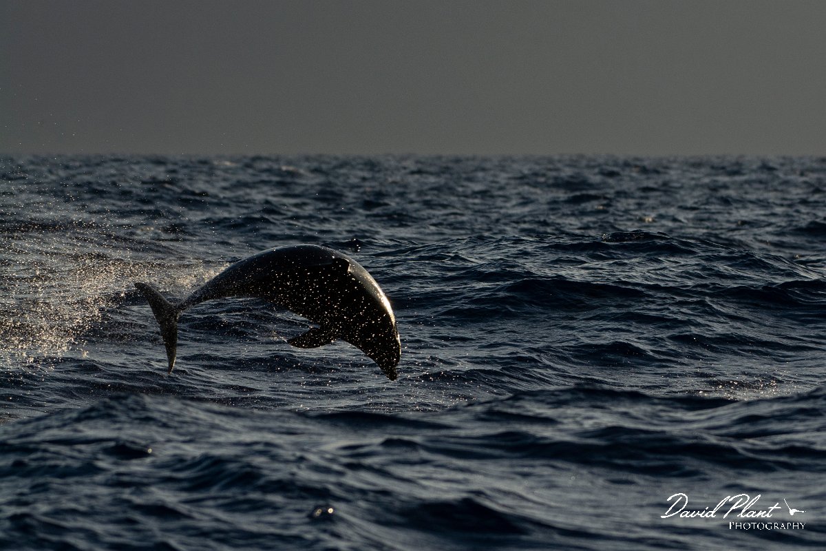 DPPhotography - Maderia - Bottlenose dolphin - D.jpg - Bottlenose dolphin - Ocean N of Madeira, Madeira