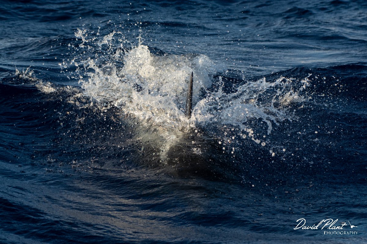 DPPhotography - Maderia - Bottlenose dolphin - E.jpg - Bottlenose dolphin - Ocean N of Madeira, Madeira