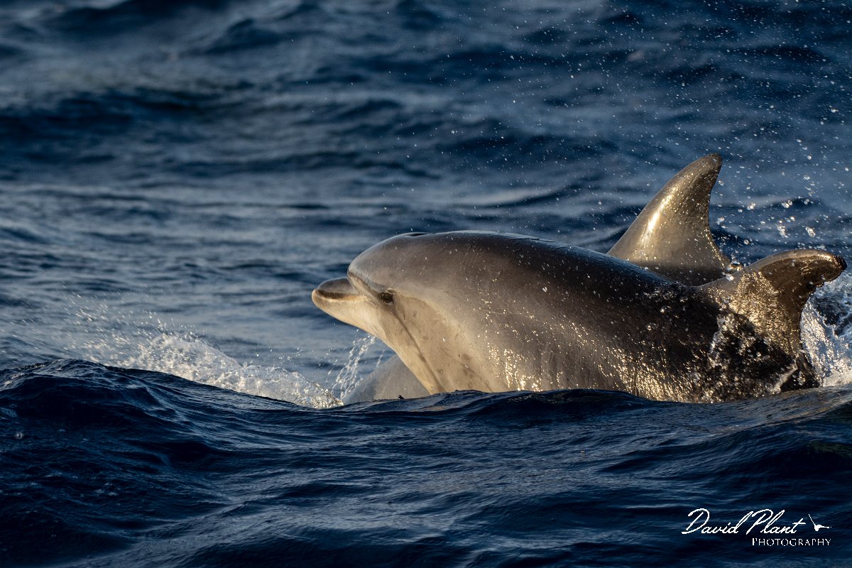DPPhotography - Maderia - Bottlenose dolphin - F.jpg - Bottlenose dolphin - Ocean N of Madeira, Madeira