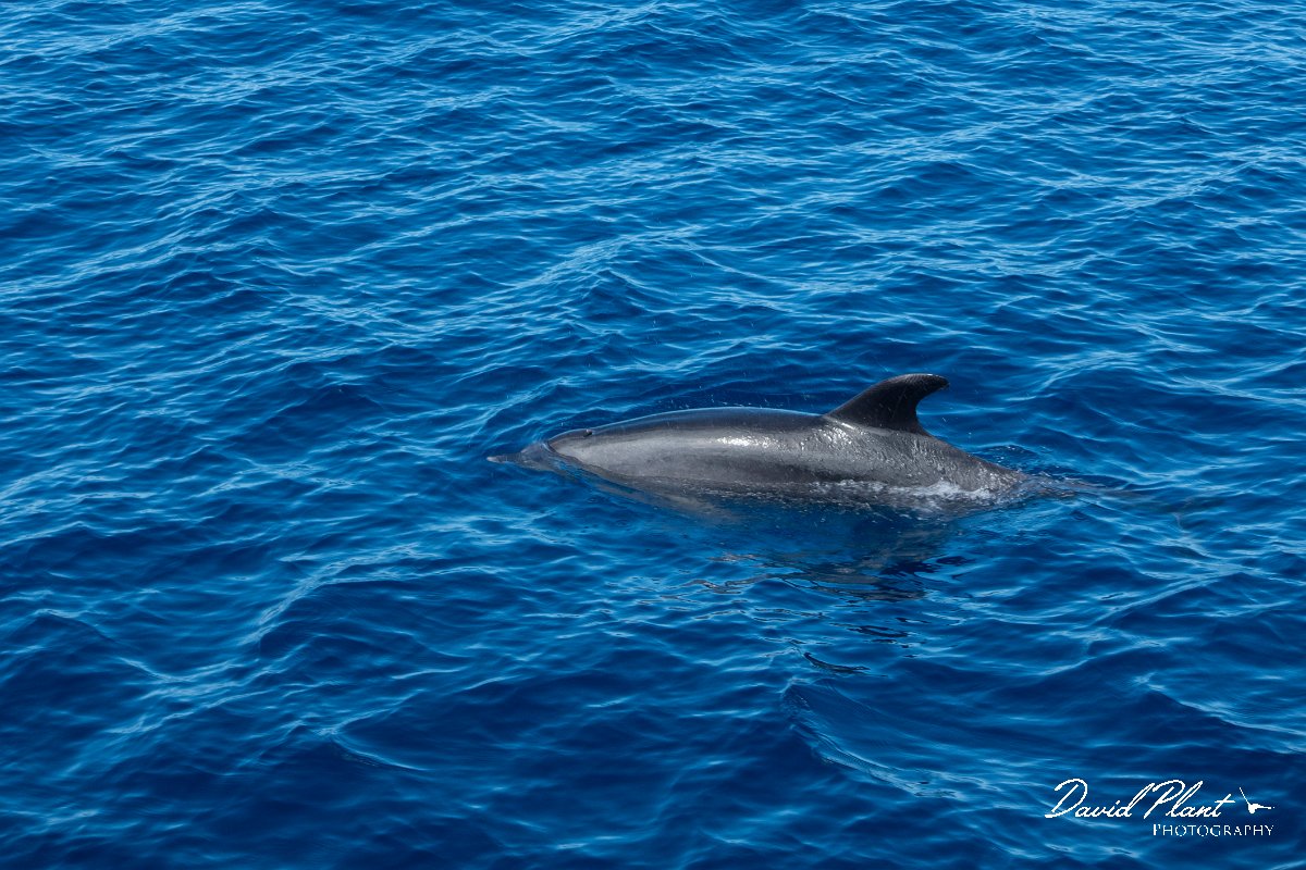 DPPhotography - Maderia - Bottlenose dolphin - H.jpg - Bottlenose dolphin - Sea SE Madeira, Madeira
