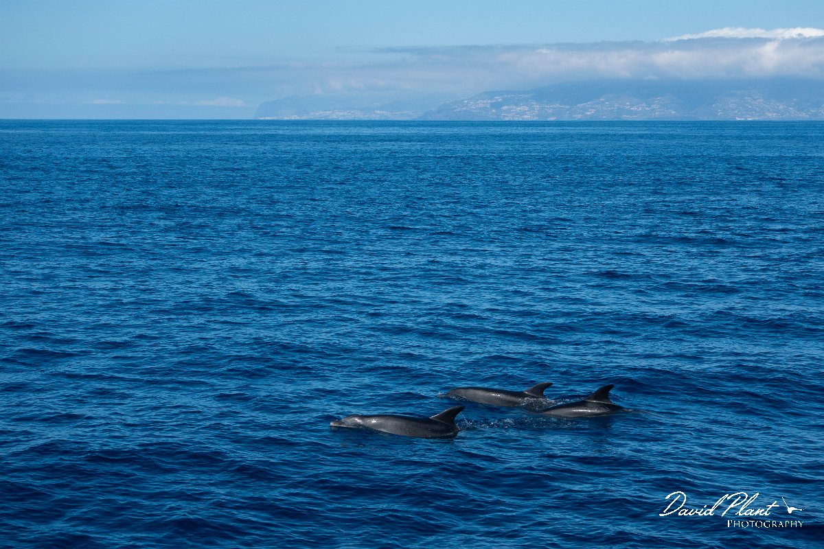 DPPhotography - Maderia - Bottlenose dolphin - I.jpg - Bottlenose dolphin - Sea SE Madeira, Madeira