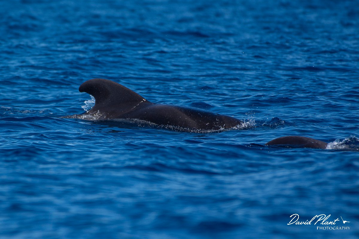 DPPhotography - Maderia - Short-finned pilot whale - A.jpg - Short-finned pilot whale - Sea SE Madeira, Madeira