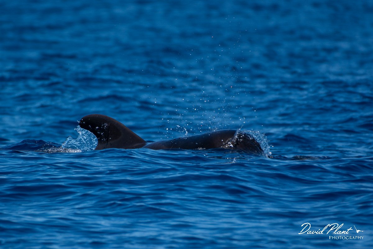 DPPhotography - Maderia - Short-finned pilot whale - B.jpg - Short-finned pilot whale - Sea SE Madeira, Madeira