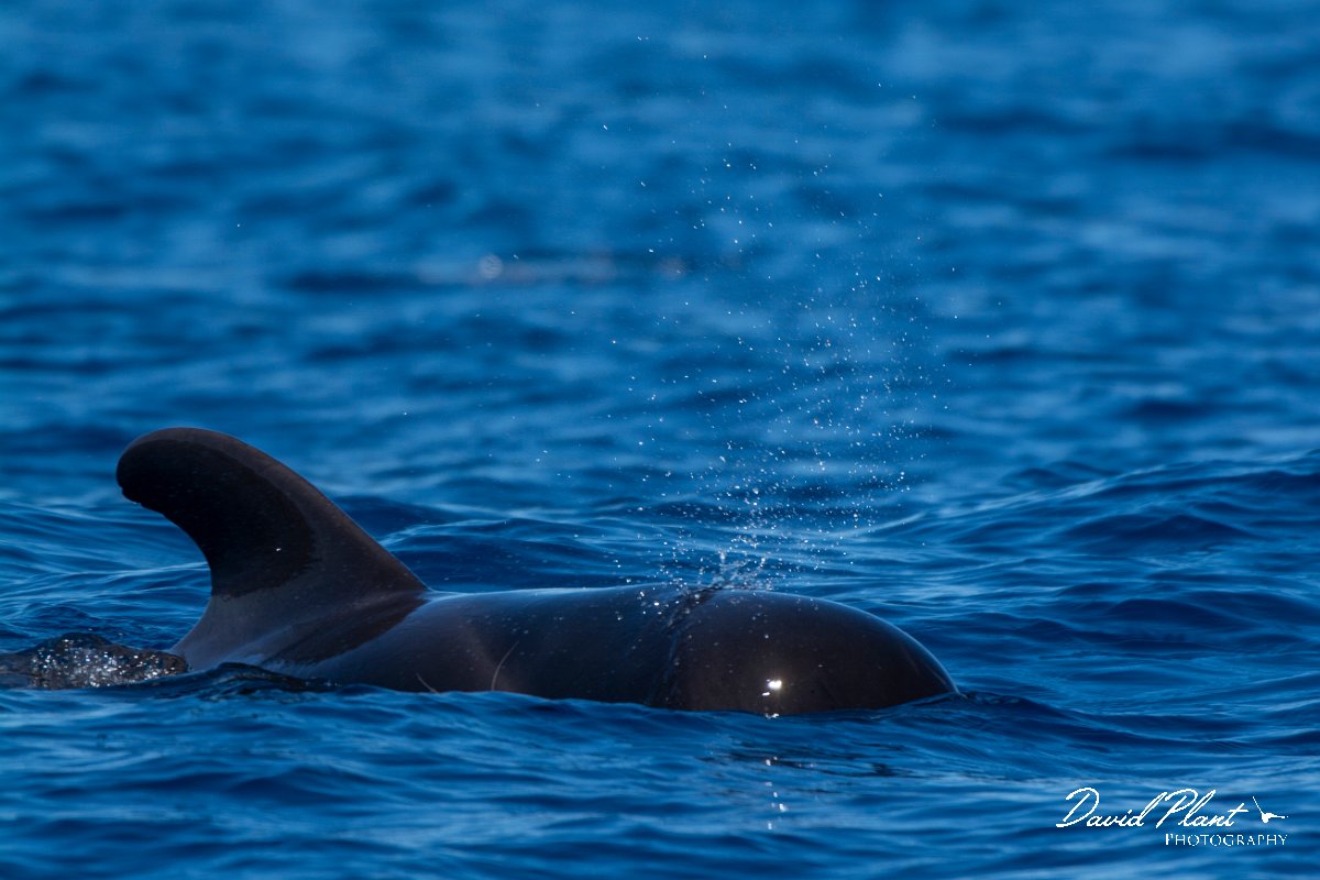 DPPhotography - Maderia - Short-finned pilot whale - C.jpg - Short-finned pilot whale - Sea SE Madeira, Madeira