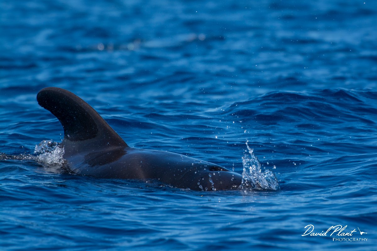 DPPhotography - Maderia - Short-finned pilot whale - D.jpg - Short-finned pilot whale - Sea SE Madeira, Madeira