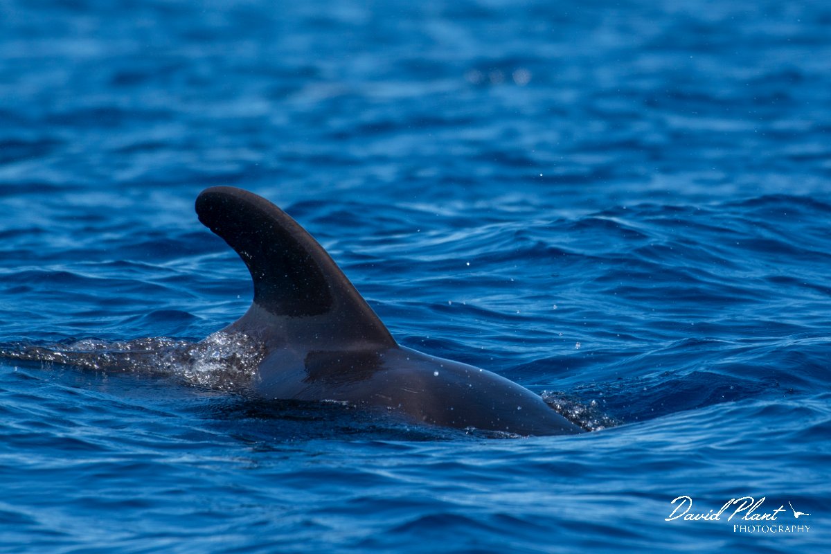 DPPhotography - Maderia - Short-finned pilot whale - E.jpg - Short-finned pilot whale - Sea SE Madeira, Madeira