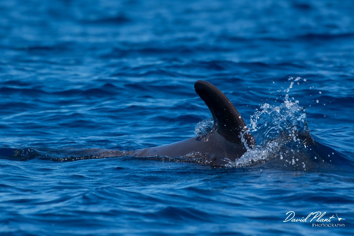 DPPhotography - Maderia - Short-finned pilot whale - F.jpg - Short-finned pilot whale - Sea SE Madeira, Madeira