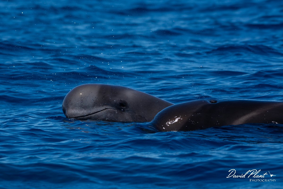 DPPhotography - Maderia - Short-finned pilot whale - G.jpg - Short-finned pilot whale - Sea SE Madeira, Madeira