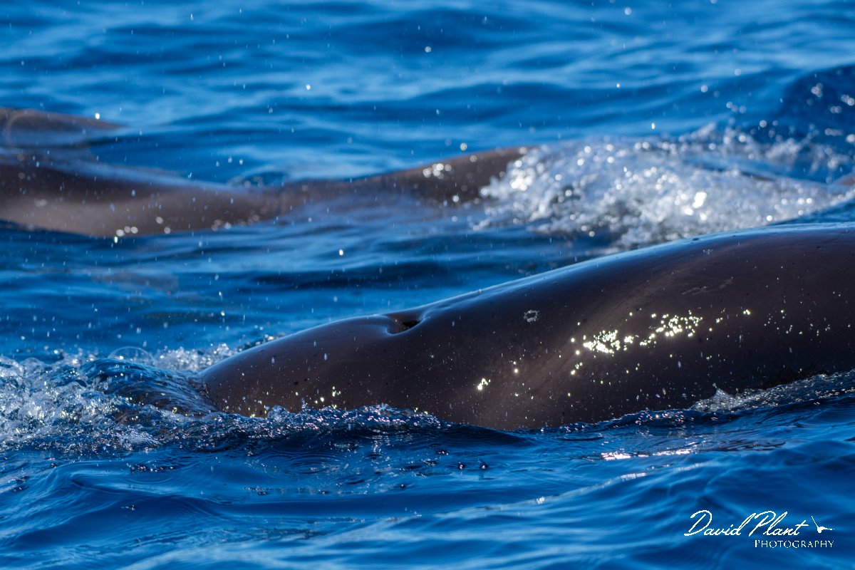 DPPhotography - Maderia - Short-finned pilot whale - I.jpg - Short-finned pilot whale - Sea SE Madeira, Madeira