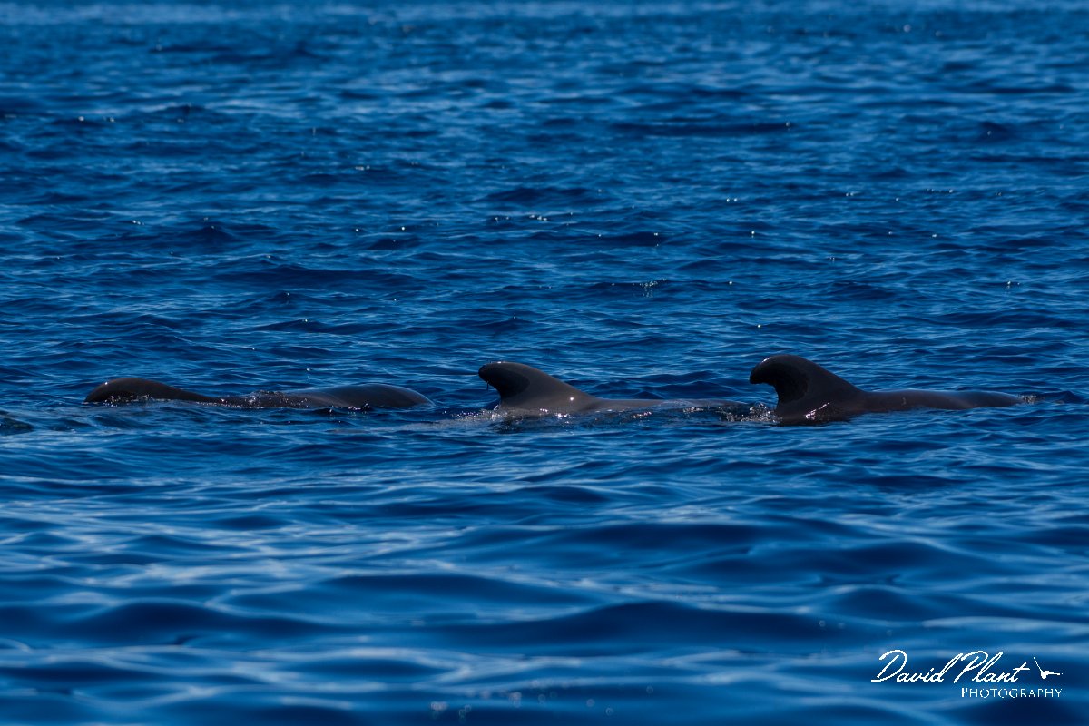 DPPhotography - Maderia - Short-finned pilot whale - J.jpg - Short-finned pilot whale - Sea SE Madeira, Madeira