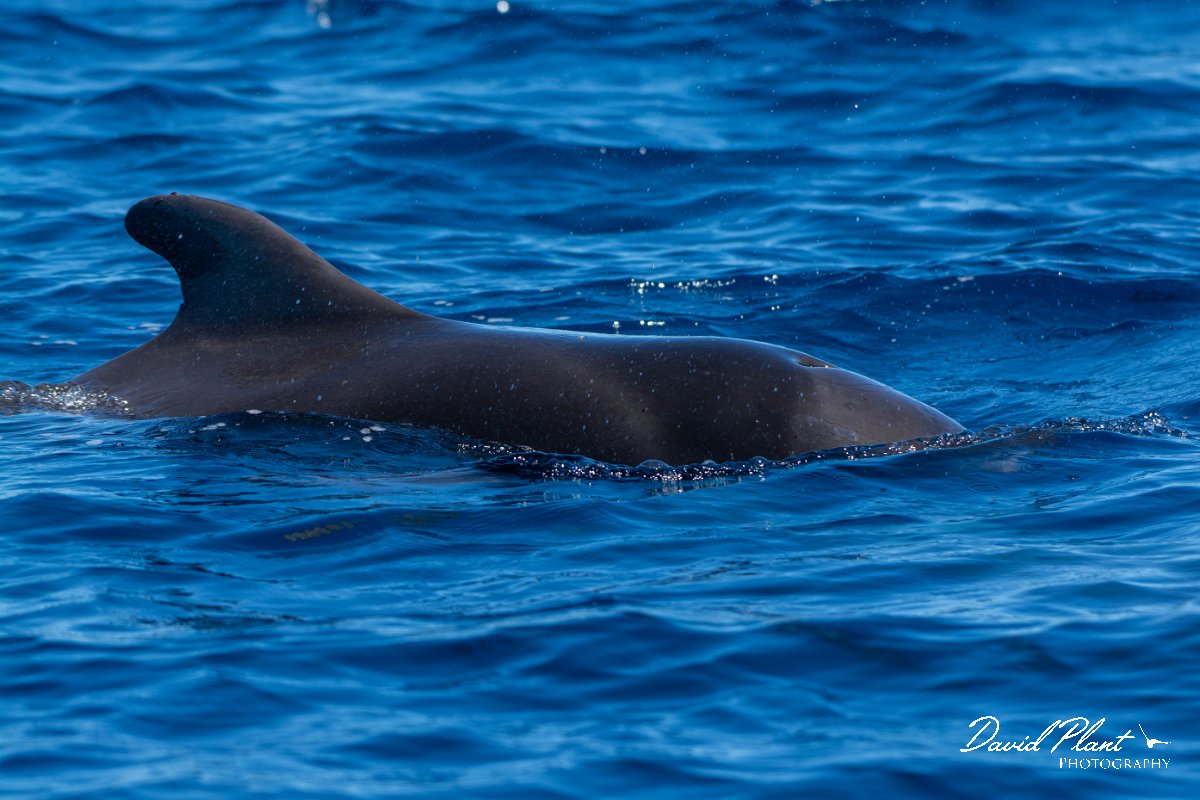 DPPhotography - Maderia - Short-finned pilot whale - K.jpg - Short-finned pilot whale - Sea SE Madeira, Madeira