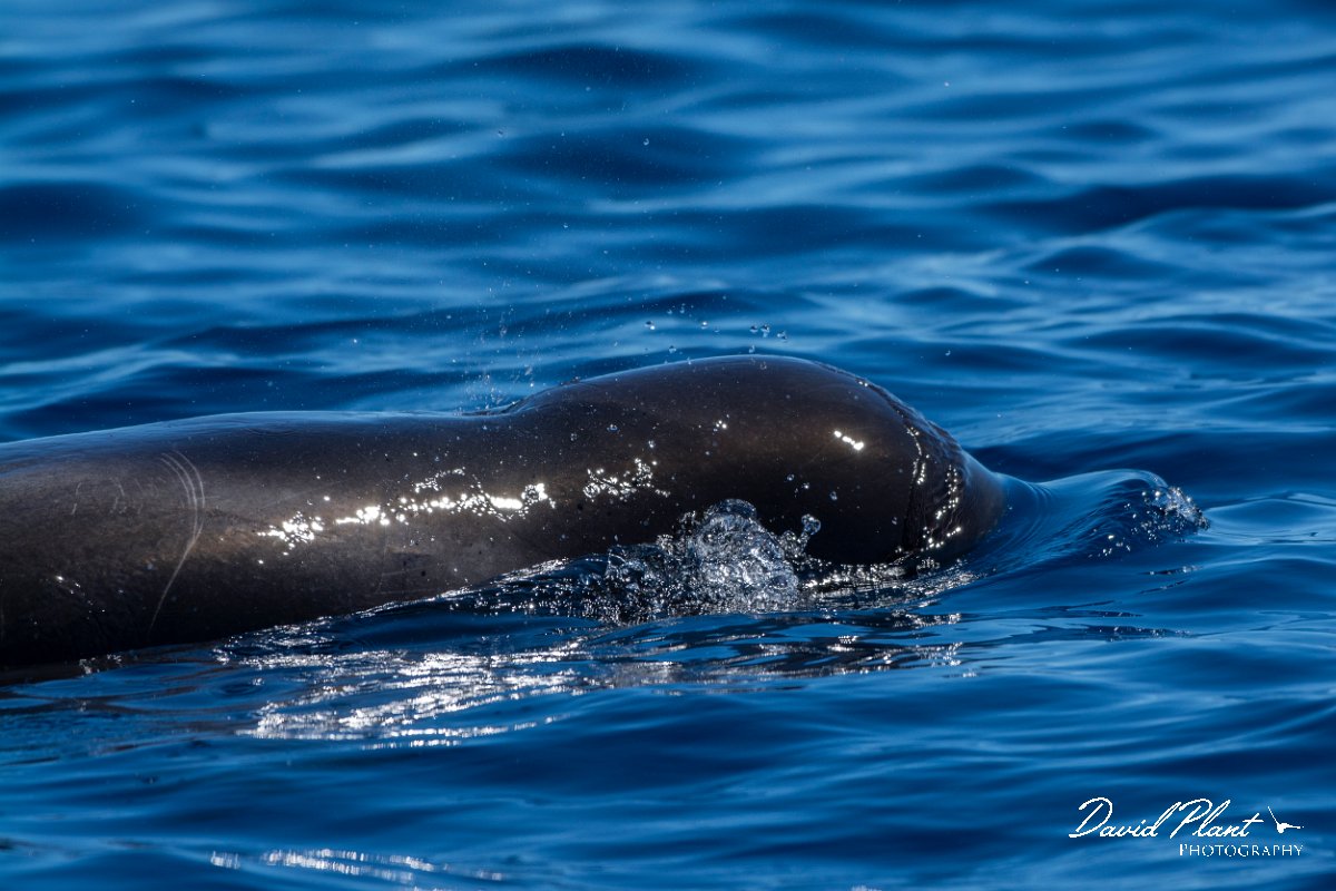 DPPhotography - Maderia - Short-finned pilot whale - M.jpg - Short-finned pilot whale - Sea SE Madeira, Madeira