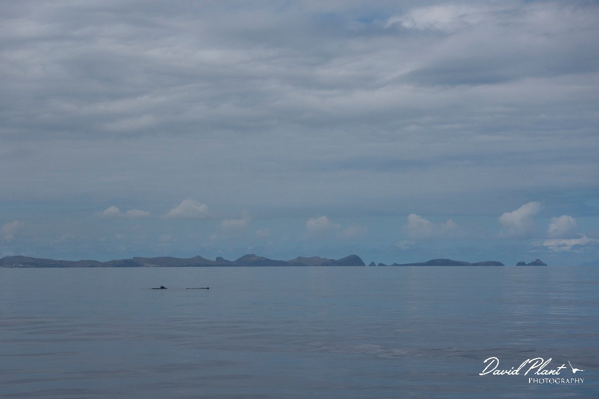 DPPhotography - Maderia - Sperm whale - A.jpg - Sperm whale - Sea SE Madeira, Madeira