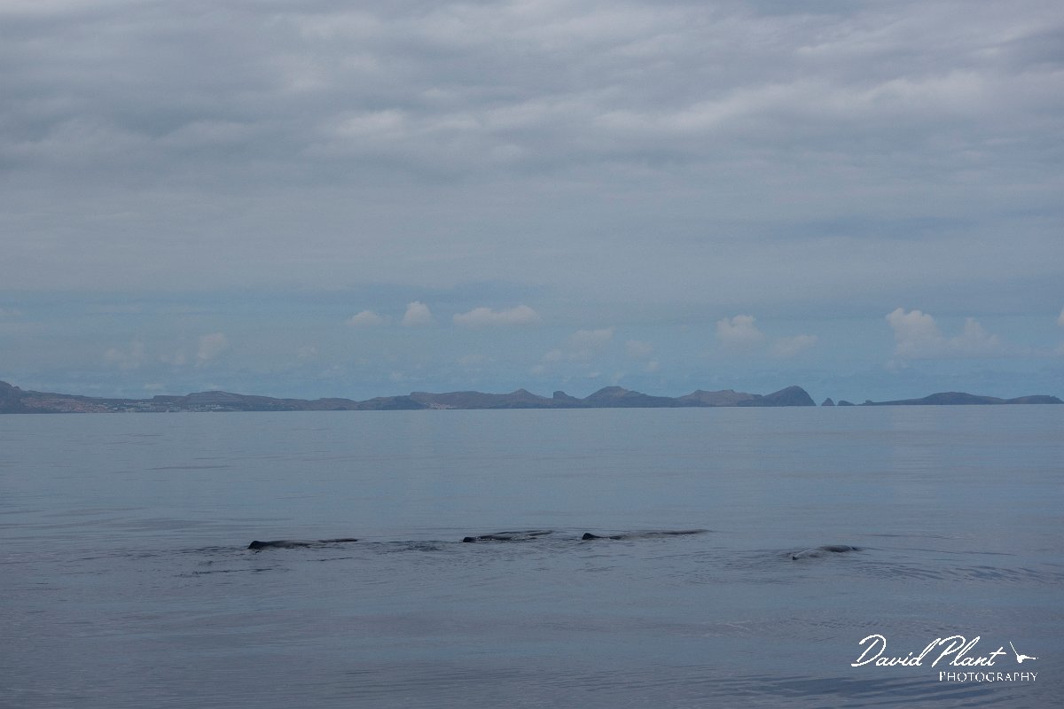 DPPhotography - Maderia - Sperm whale - B.jpg - Sperm whale - Sea SE Madeira, Madeira