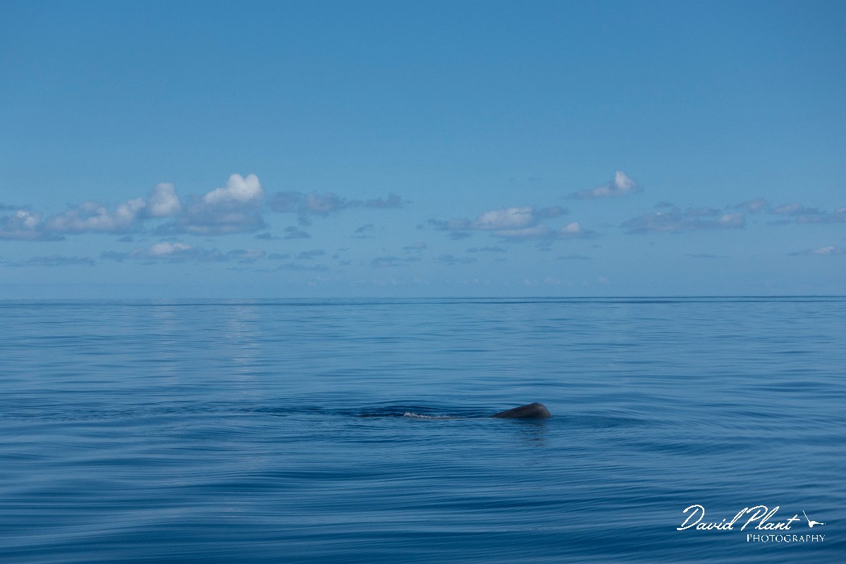 DPPhotography - Maderia - Sperm whale - C.jpg - Sperm whale - Sea SE Madeira, Madeira