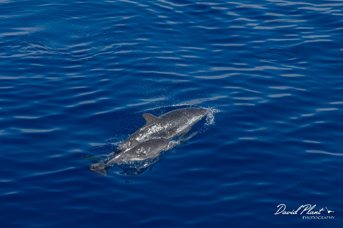 DPPhotography - Maderia - Spotted dolphin - A.jpg - Atlantic spotted dolphin - Sea SE Madeira, Madeira