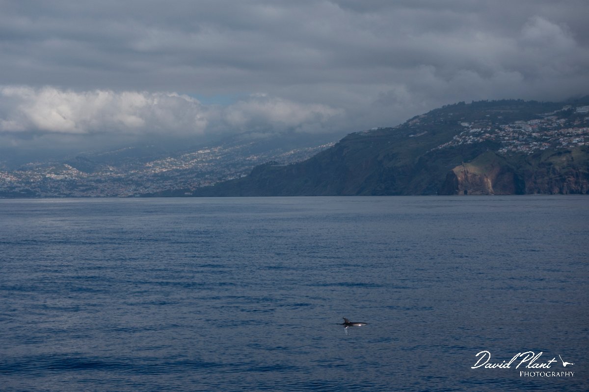 DPPhotography - Maderia - Spotted dolphin - D.jpg - Atlantic spotted dolphin - Sea SE Madeira, Madeira