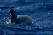 DPPhotography - Maderia - Bottlenose dolphin - A