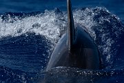 DPPhotography - Maderia - Bottlenose dolphin - B
