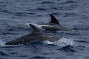 DPPhotography - Maderia - Bottlenose dolphin - C