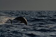 DPPhotography - Maderia - Bottlenose dolphin - D