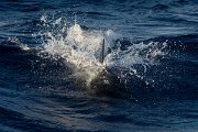 DPPhotography - Maderia - Bottlenose dolphin - E