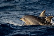 DPPhotography - Maderia - Bottlenose dolphin - F