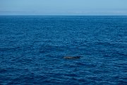 DPPhotography - Maderia - Bottlenose dolphin - G