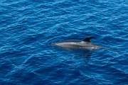 DPPhotography - Maderia - Bottlenose dolphin - H