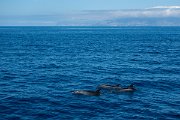 DPPhotography - Maderia - Bottlenose dolphin - I