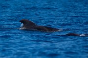 DPPhotography - Maderia - Short-finned pilot whale - A