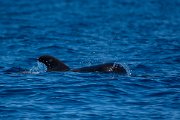 DPPhotography - Maderia - Short-finned pilot whale - B