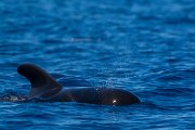 DPPhotography - Maderia - Short-finned pilot whale - C