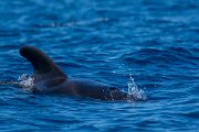 DPPhotography - Maderia - Short-finned pilot whale - D