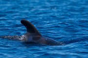 DPPhotography - Maderia - Short-finned pilot whale - E