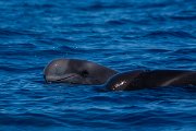 DPPhotography - Maderia - Short-finned pilot whale - G