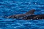 DPPhotography - Maderia - Short-finned pilot whale - H