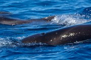 DPPhotography - Maderia - Short-finned pilot whale - I
