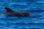 DPPhotography - Maderia - Short-finned pilot whale - K