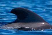 DPPhotography - Maderia - Short-finned pilot whale - L