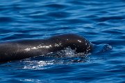 DPPhotography - Maderia - Short-finned pilot whale - M