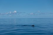 DPPhotography - Maderia - Sperm whale - C