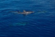DPPhotography - Maderia - Spotted dolphin - C