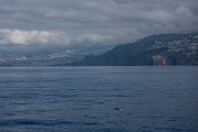 DPPhotography - Maderia - Spotted dolphin - D