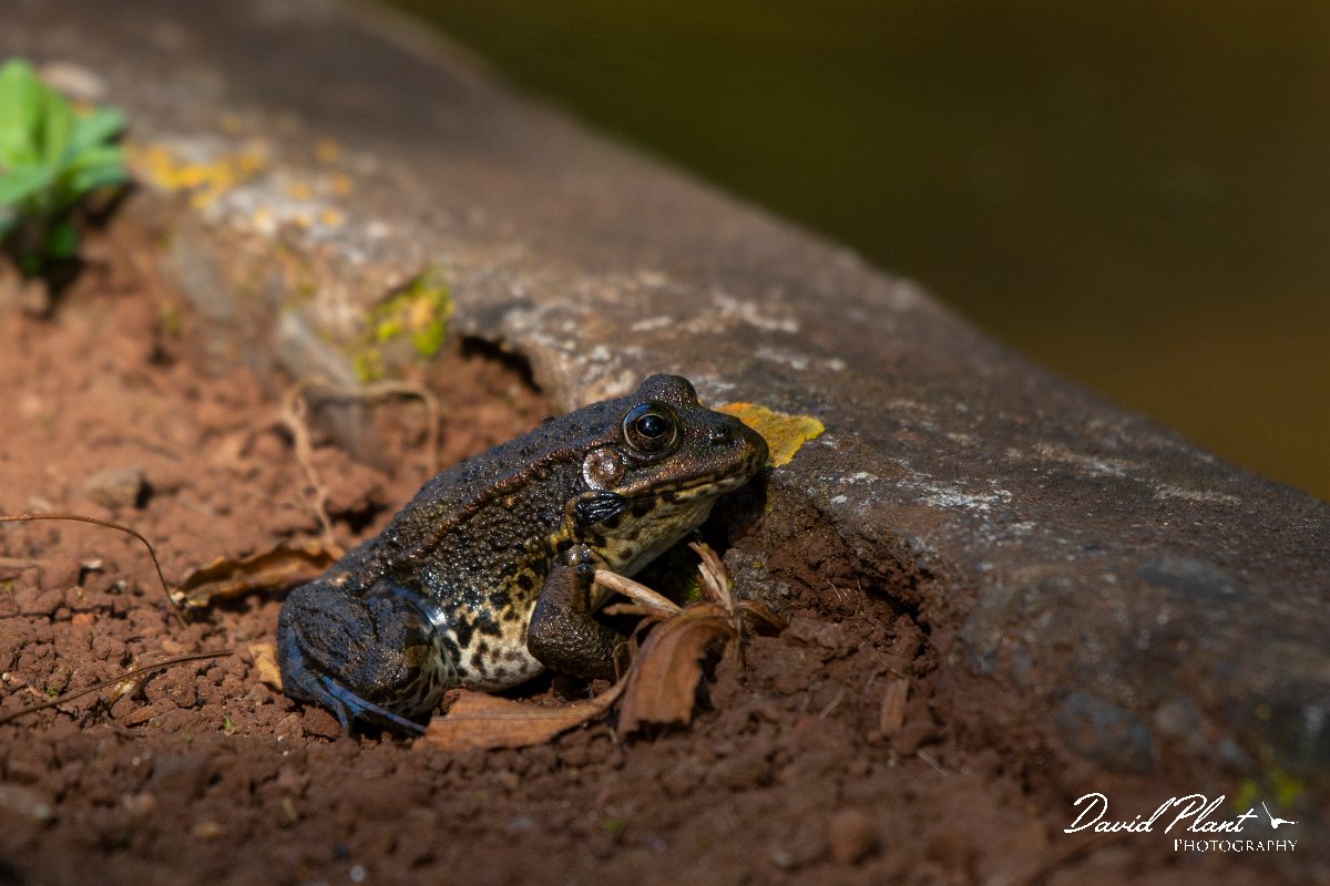 DPPhotography - Maderia - Iberian water frog - A.jpg - Iberian water frog - Palheiro Gardens, Madeira