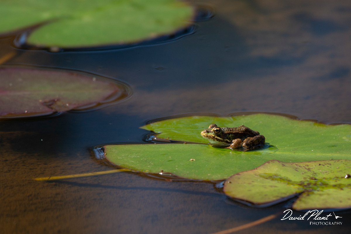 DPPhotography - Maderia - Iberian water frog - B.jpg - Iberian water frog - Palheiro Gardens, Madeira